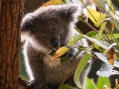 Koala ‘misinformation’ cry as population counts soar