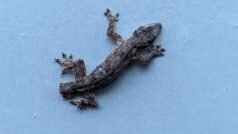 பல்லி தனது வாலை தானே துண்டித்துக் கொள்வது ஏன்? அறிவியல் பின்னணி