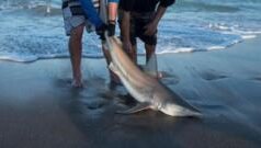 షార్క్ రెక్కల స్మగ్లింగ్: భారత్లో పనికిరాని చెత్తగా చూసే షార్క్ రెక్కలకు విదేశాల్లో ఎందుకంత ధర?