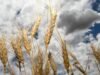 Farmers eye yield gains as fertiliser, fuel costs surge