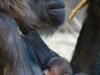 Seattle Woodland Park Zoo gorilla Olympia gives birth via rare C-section with help from OB-GYN team