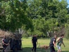 Waco police in Texas share bizarre footage of officers wrangling kangaroo on the loose