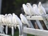 Uncool hobby fast becoming Australia’s favourite