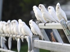 Uncool hobby fast becoming Australia’s favourite