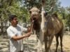 Hathi Basti, who is forgotten by capital-dwellers, adheres to its elephant tradition.