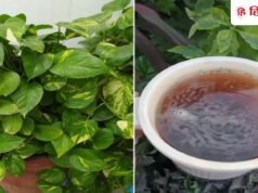 मन ी प्लांट क े पत्त े पील े और छोट े आ रह े हैं? 15 दिन मे ं कर दे ं य े 1 काम, दोगुन ी स्पीड स े बढ़ेगा!