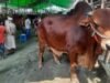 ঋণ কর ে ব া ঋণগ্রস্ত ব্যক্তির কোরবান ি নিয় ে ধর্মীয় বিধান ে ক ী বল া আছে?