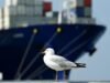 First cargo ship secured for national emergency fleet