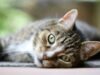 Canning considers stricter curfews for cats as free-roaming felines reportedly killing native wildlife