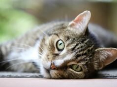 Canning considers stricter curfews for cats as free-roaming felines reportedly killing native wildlife