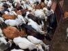 Cow sacrifice not essential to Bakrid: Madras High Court orders statewide ban