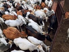 Cow sacrifice not essential to Bakrid: Madras High Court orders statewide ban