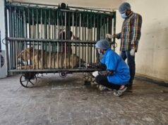 Gir lion deaths: Forest Department steps up efforts to contain suspected infection
