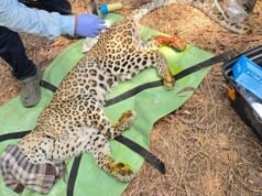 Leopard suffers paw injury in Thane’s national park, rescued after 21-hour op