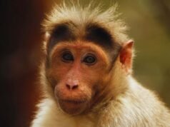 UP: Money rains down from tree as monkey flees with bag containing Rs 2 lakh