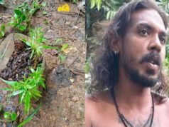 വീട്ടില് കഞ്ചാവ് ചെടികള് നട്ടു വളര്ത്തിയ യുവാവ് പിടിയില്