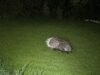 Exotic animal expert called to capture porcupine only to find it was his own pet