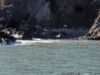 Marine Rescue NSW volunteers save dog stranded on Snapper Island near Batemans Bay after public distress calls