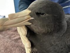 Third WA case of Bird flu confirmed as authorities await another suspect positive case near Esperance