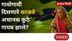 काजव्यांची संख्या घटतेय, जबाबदार कोण? भंडारदऱ्यातून ग्राऊंड रिपोर्ट