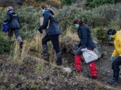 Argentina traps, tests rats as hantavirus probe expands