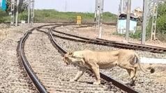 અમરેલી : સિંહોની અવરજવર માટે રેલવેએ પાટા નીચે ખાસ અંડરપાસ બનાવ્યા, ખેડૂતો તેનો ઉપયોગ કરી શકશે?