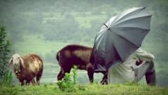 पुढील 48 तासांत कसा असेल पाऊस? हवामान विभागानं जाहीर केला अंदाज; ‘या’ जिल्ह्यांमध्ये अलर्ट