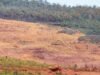 Call for reform amid rampant land clearing, nature loss