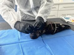 Six more birds flagged for testing after third suspected H5 bird flu case detected in WA