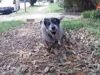 Australia Post unveils alarming statistics showing rise of dog incidents across WA with worst suburb named