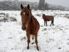 Opposition leader takes shot at ‘inhumane’ brumby culls