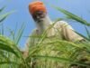 ਪੰਜਾਬ ‘ਚ ਝੋਨੇ ਦੀ ਨਵੀਂ ਕਿਸਮ ਪੀਆਰ 133 ਦੇ ਝਾੜ ਬਾਰੇ ਕੀ ਦਾਅਵੇ ਕੀਤੇ ਜਾ ਰਹੇ, ਬਿਮਾਰੀਆਂ ਦਾ ਮੁਕਾਬਲਾ ਕਰਨ ਲਈ ਕਿੰਨੀ ਸਮਰੱਥ ਹੈ