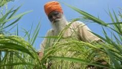 ਪੰਜਾਬ ‘ਚ ਝੋਨੇ ਦੀ ਨਵੀਂ ਕਿਸਮ ਪੀਆਰ 133 ਦੇ ਝਾੜ ਬਾਰੇ ਕੀ ਦਾਅਵੇ ਕੀਤੇ ਜਾ ਰਹੇ, ਬਿਮਾਰੀਆਂ ਦਾ ਮੁਕਾਬਲਾ ਕਰਨ ਲਈ ਕਿੰਨੀ ਸਮਰੱਥ ਹੈ