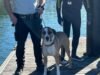 Injured dog rescued after being lost at sea for hours