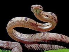 Hyderabad man dies after being bitten by snake at farmhouse