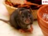Say Goodbye to Rats: घर में चूहों की धमाचौकड़ी से हैं परेशान? इन 5 स्मेल से खुद ही भाग जाएंगे दूर