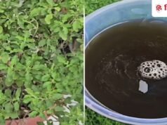 गर्मियों में सूख गया है तुलसी का पौधा? 15 दिनों में 1 बार डाल दें ये चीज, हरे-भरे और चमकदार हो जाएंगे पत्ते!