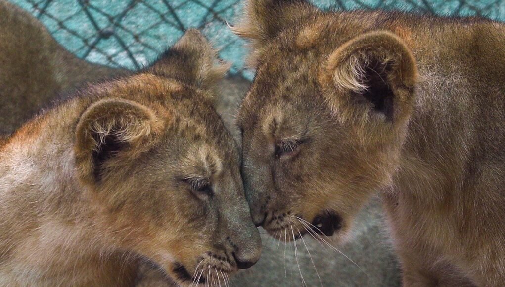 a-single-virus-killed-28-asiatic-lions-in-gir-in-2018-every-wild-asiatic-lion-still-lives-in-that-o-16242830-original-sixteen-to-nine.jpg