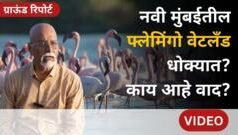 ग्राऊंड रिपोर्ट : नवी मुंबईतील फ्लेमिंगो वेटलँड धोक्यात? नेमका वाद काय?