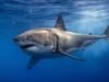 Great white shark filmed in rare Mediterranean encounter