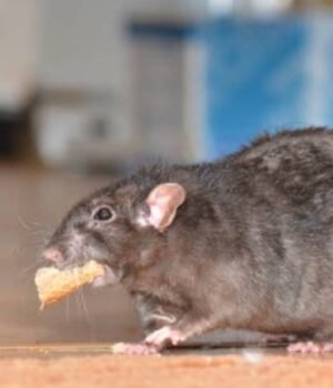 aata_goli_to_get_rid_of_rat_from_home_1781938258583_1781938259989_4acd0d4a-43e2-4160-b67d-261345210222.jpg