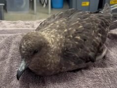 Video footage emerges of Subantarctic Skua bird suspected of bringing H5 bird flu strain to Australia