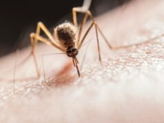Do wolbachia mosquitoes bite humans? Separating facts from myths