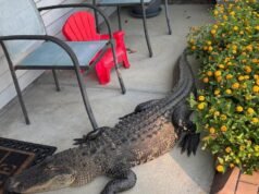 Police called to alligator ‘posted up’ on front porch