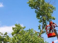 City of Gosnells seeks public feedback on new policy making it harder to cut down private trees