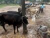 കാലികളെ എത്തിക്കുന്നതിന് ചെലവേറി; നാല് ജില്ലകളിലെ ഇറച്ചിക്കടകള് രണ്ട് ദിവസം അടച്ചിടും