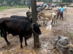 കാലികളെ എത്തിക്കുന്നതിന് ചെലവേറി; നാല് ജില്ലകളിലെ ഇറച്ചിക്കടകള് രണ്ട് ദിവസം അടച്ചിടും