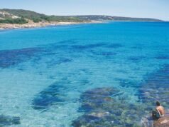 Australia’s best dog-friendly road trips revealed in new national travel ranking