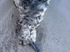 Dead sub-Antarctic seabirds wash up at Fowlers Bay in South Australia