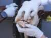 Second screwworm case as fears of US outbreak grow